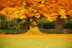 November Fall Day