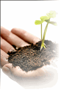 Dividend Growth