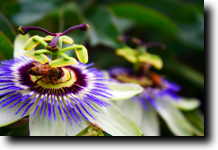 Passion Flower