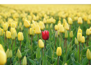 Single red tulip stands out from all the yellow tulips surrounding it
