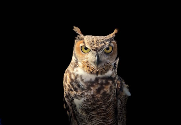 Owl pictured on black background
