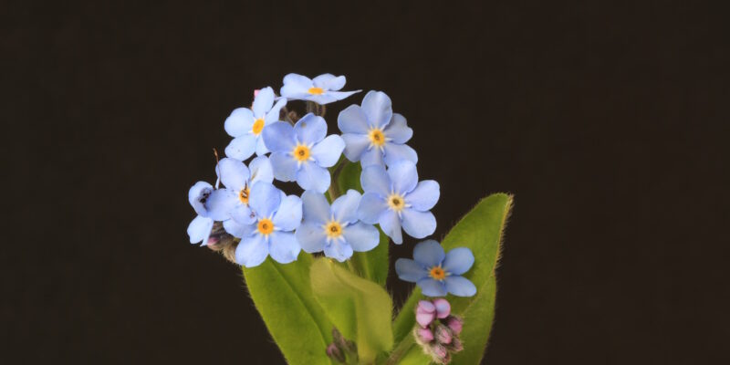 Forget-me-not flowers up close on black background