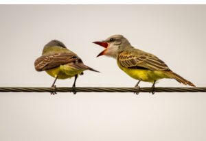 Two birds on a branch, one screaming (or chirping most probably at the other)