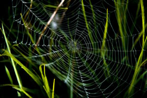 Spider web contrasting with it surrounding green foliage