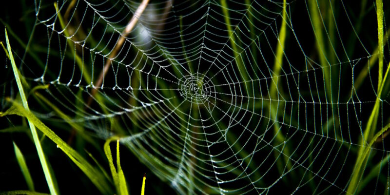 Spider web contrasting with it surrounding green foliage