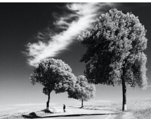 Two small trees and a large one in vast plain