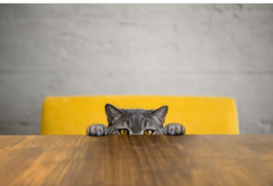 Cat peaking over the edge of a table